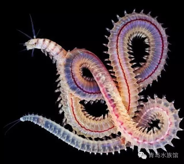 宛如精灵般神秘而又美丽的海洋生物(图5)