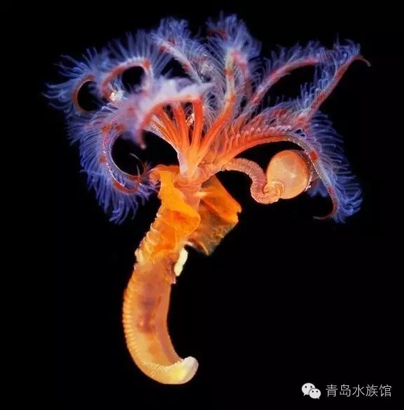 宛如精灵般神秘而又美丽的海洋生物(图1)