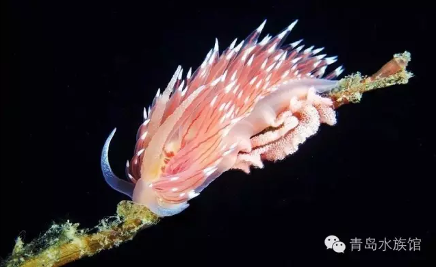 宛如精灵般神秘而又美丽的海洋生物(图2)