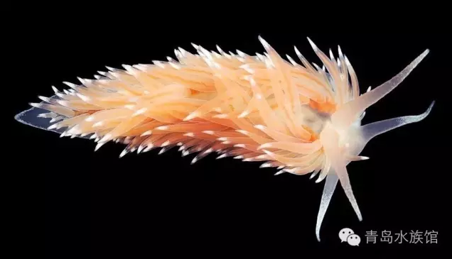 宛如精灵般神秘而又美丽的海洋生物(图3)
