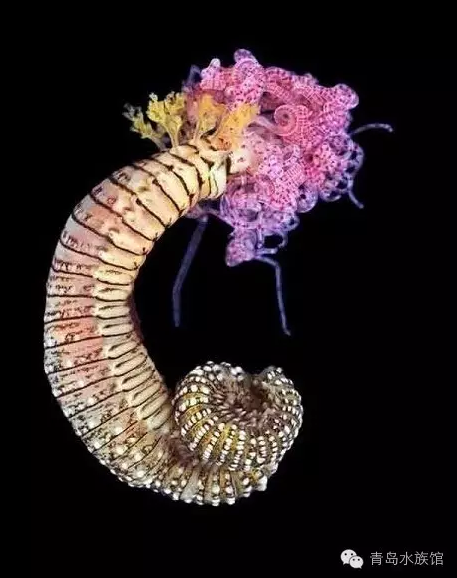 宛如精灵般神秘而又美丽的海洋生物(图6)