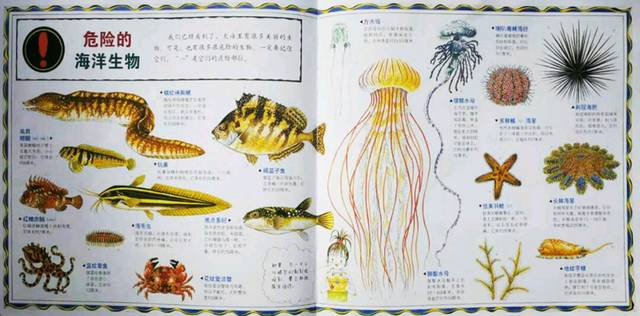 卡通海洋动物图片大全(图1)