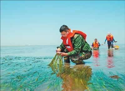 我国现存单种连片面积最大的海草床生态修复持续推进(图1)