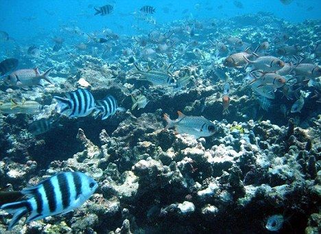 中外学者揭示古代壳类海洋生物躲避大灭绝秘诀(图1)