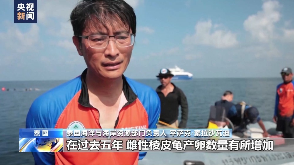 保护海洋生物 泰国放归人工饲养棱皮龟(图1)