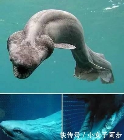 摸清中国生物多样性“家底”(图1)