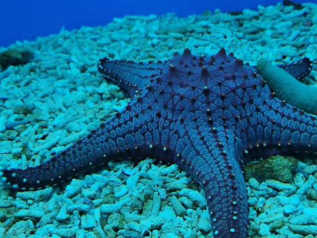 保护海星确保海洋生态系统可持续发展(图2)