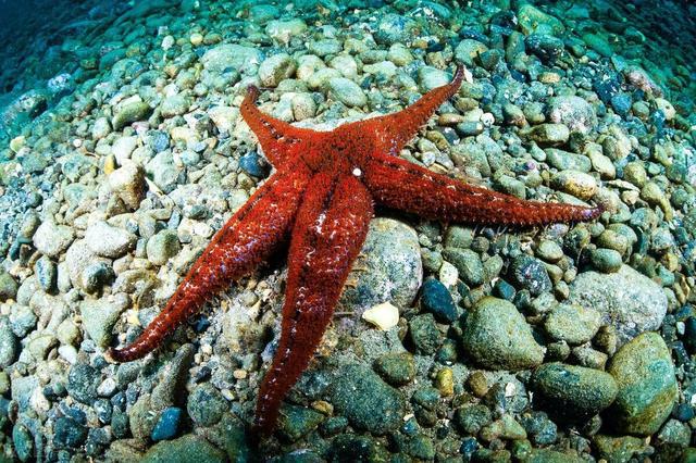 保护海星确保海洋生态系统可持续发展(图1)
