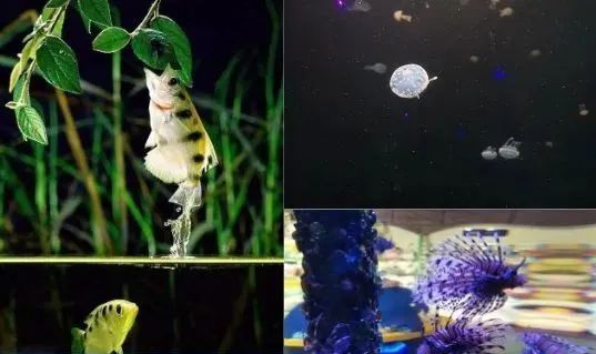 海洋生物企业有哪些？（2025627）(图1)
