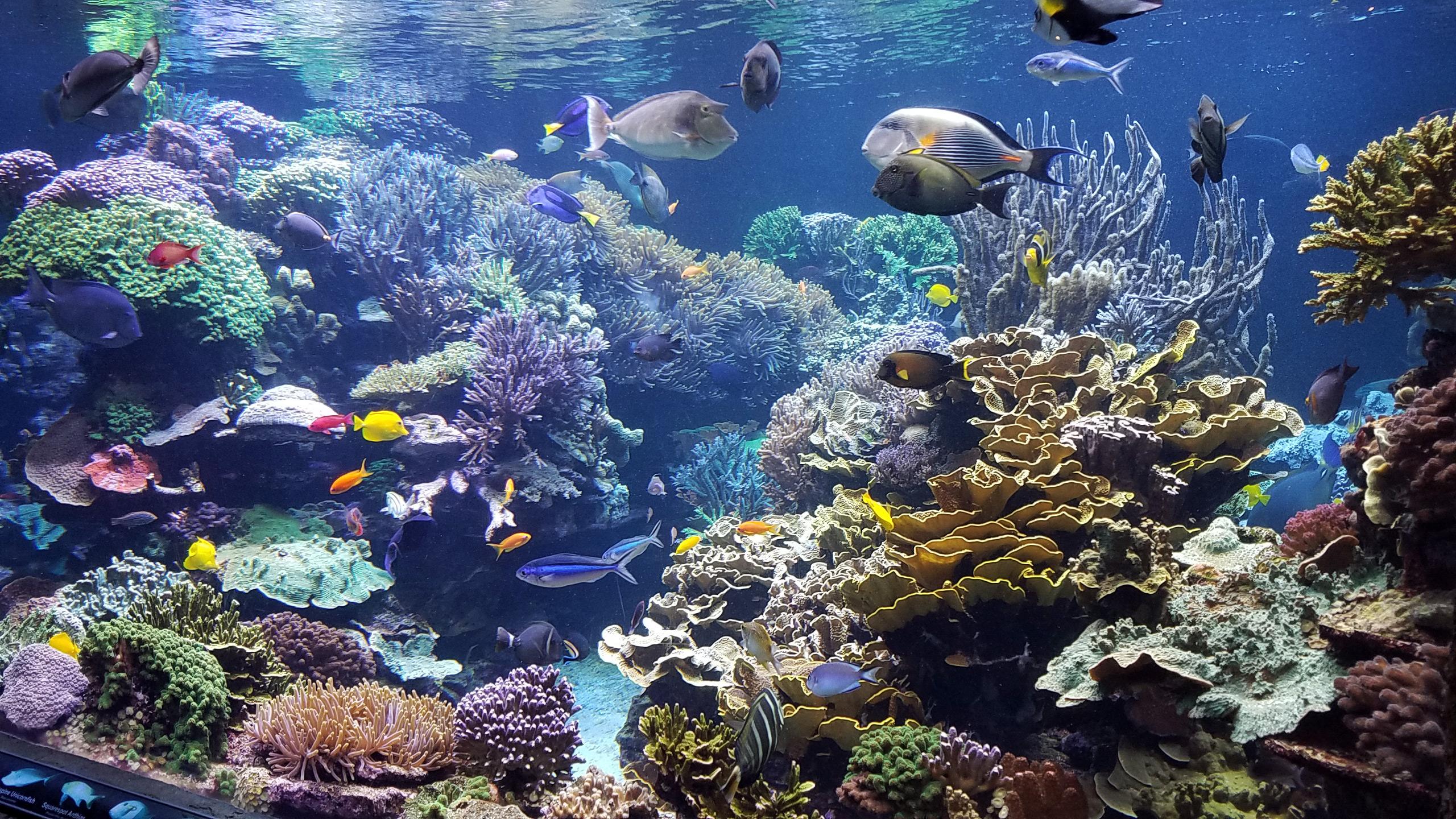 “‘远古海洋印记’——海洋古生物化石科普展”在建德市博物馆开展(图1)