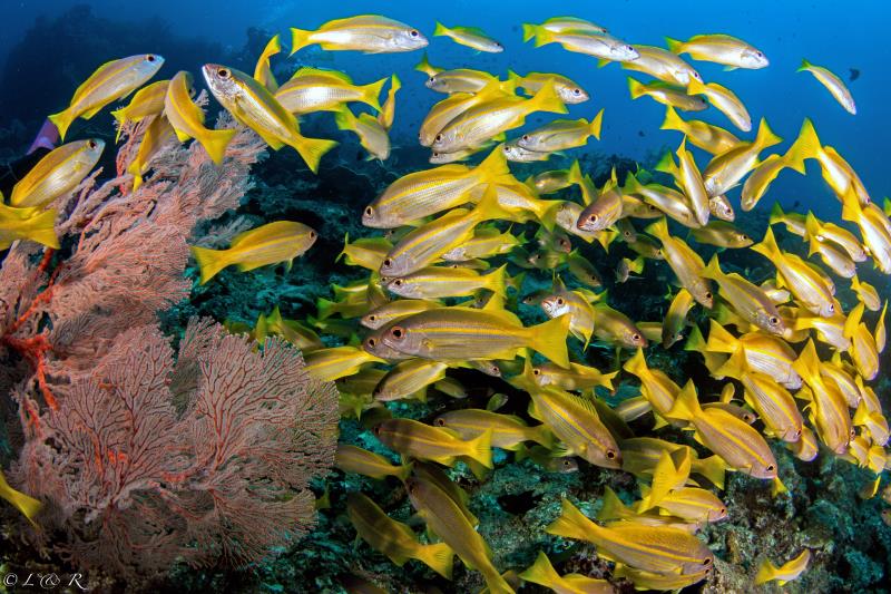 线上、线下展览海洋之最——那些神奇的海洋生物(图1)
