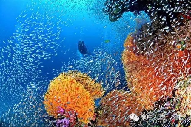 深圳休渔期再添喜讯：珍稀绿海龟现身近岸 印证海洋生态保护卓有成效(图1)