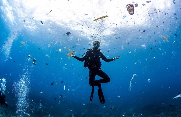 青岛近海大型海洋生物频现 “黑色精灵”成夏日奇景(图1)