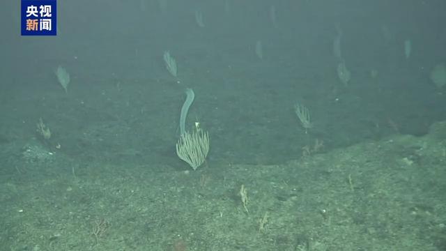 潍坊：海洋经济 “十四五” 成效亮眼2024年海洋生产总值达170342亿元(图1)