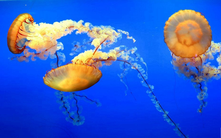 多地加码布局 十万亿海洋经济驶向高质量发展“蓝海”(图1)