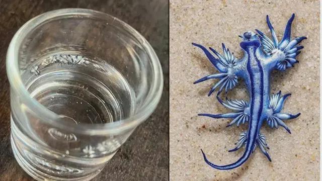 消失近两年后神秘现身 普吉响起警报 致命“海龙”重现普吉海滩(图1)