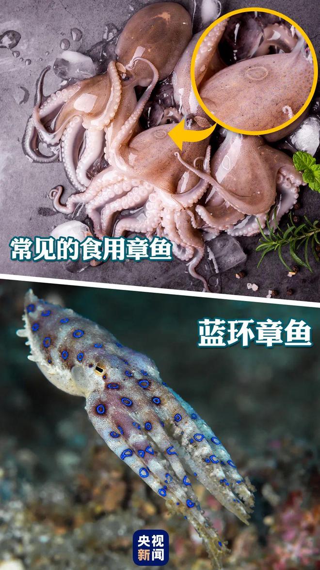 “根本抓不完！”广东有人抓了60斤还有人组团晚上出动(图1)