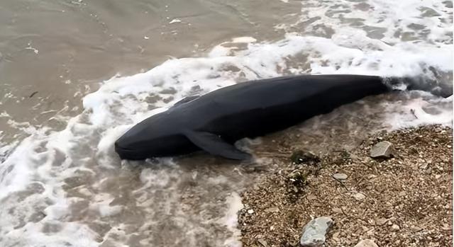 2米长海豚疑搁浅大连海滩死亡海洋部门已运走将制作标本(图2)