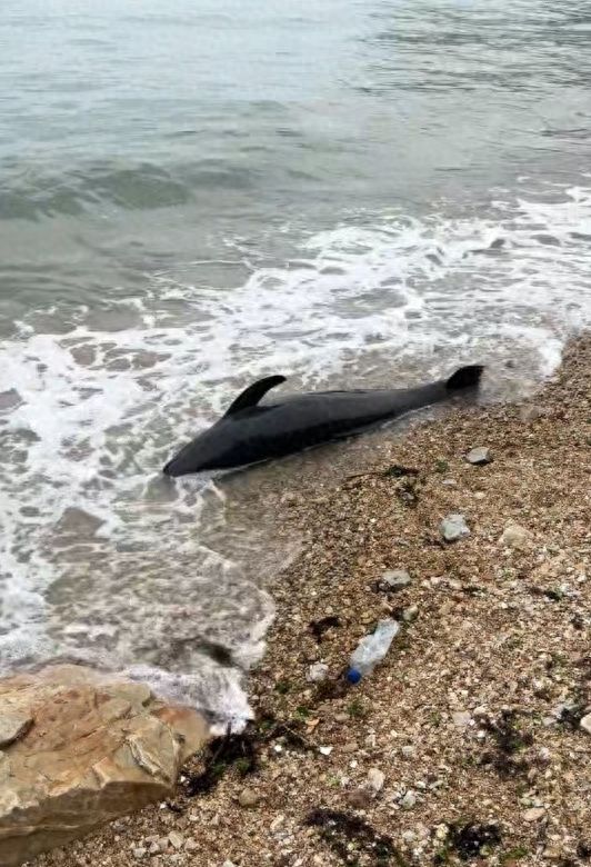 2米长海豚疑搁浅大连海滩死亡海洋部门已运走将制作标本
