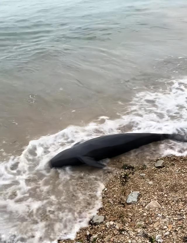 2米长海豚疑搁浅大连海滩死亡海洋部门已运走将制作标本(图3)