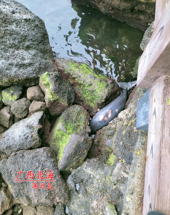 痛心！北海男子在涠洲岛发现一条江豚卡在礁石内早已死去多时(图1)