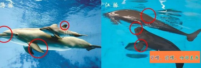 痛心！北海男子在涠洲岛发现一条江豚卡在礁石内早已死去多时(图3)