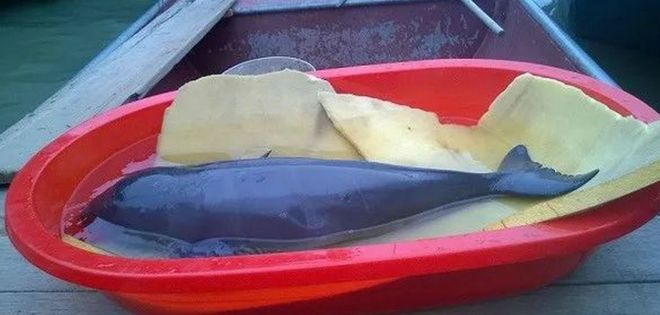 痛心！北海男子在涠洲岛发现一条江豚卡在礁石内早已死去多时(图4)