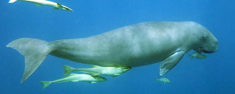 水生生物资源总体恢复向好 珍稀濒危物种保护依然严峻——专家解读《长江流域水生生物资源及生境状况公报（2024年）(图1)