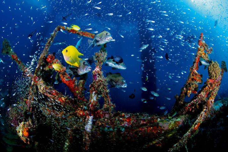 流言板]去看海洋生物！塔图姆Ins晒带Deuce出游的照片与球迷分享(图1)