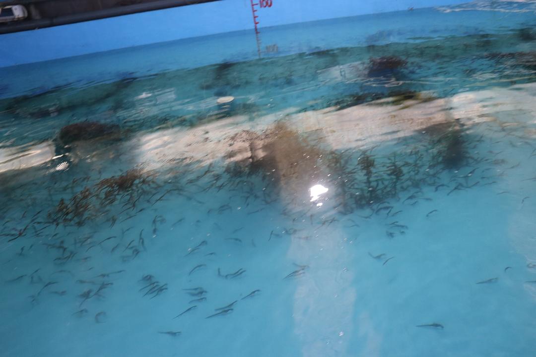 走遍四海 还是威海——中国海洋种业之都威海咬定种业培育不放松(图4)