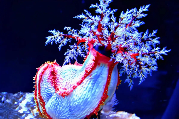 向海洋要生产力推动形成新的经济增长极(图1)