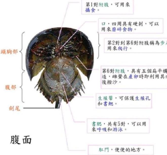 13年才能完成繁殖！面临灭绝的动物却出现在超市被按斤售卖(图9)
