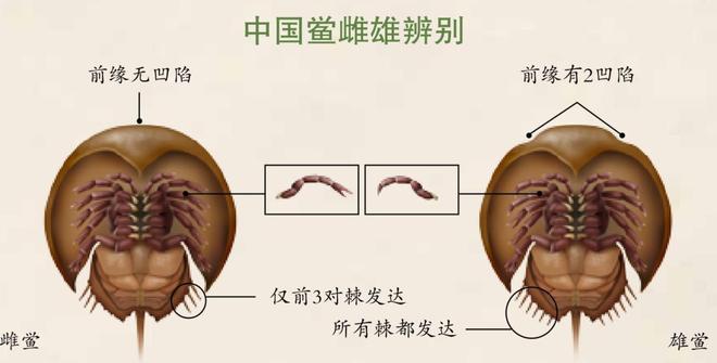 13年才能完成繁殖！面临灭绝的动物却出现在超市被按斤售卖(图21)