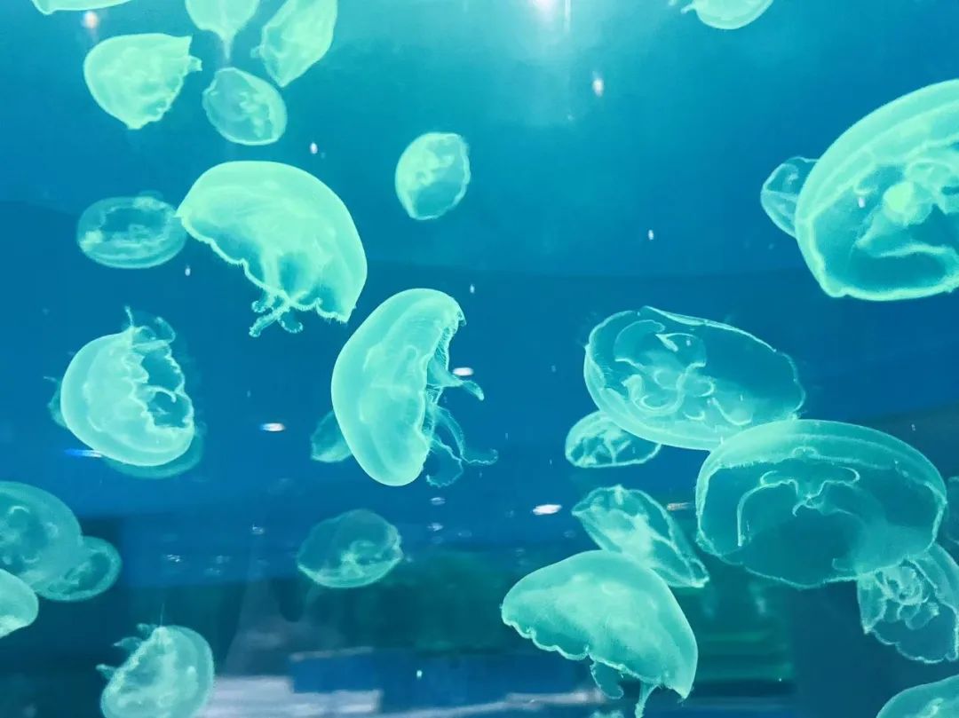 2024年海洋生物作文汇编六篇docx(图1)