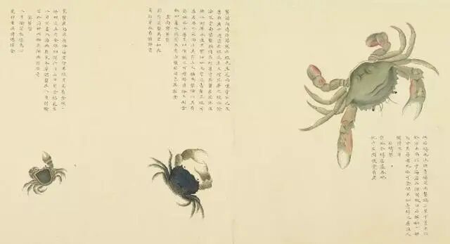 “解”字下面加“虫”与大闸蟹为什么叫大闸蟹？(图3)