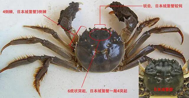“解”字下面加“虫”与大闸蟹为什么叫大闸蟹？(图5)