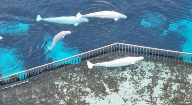 白鲸生死局：加拿大海洋公园的道德困境与黑心商业(图2)