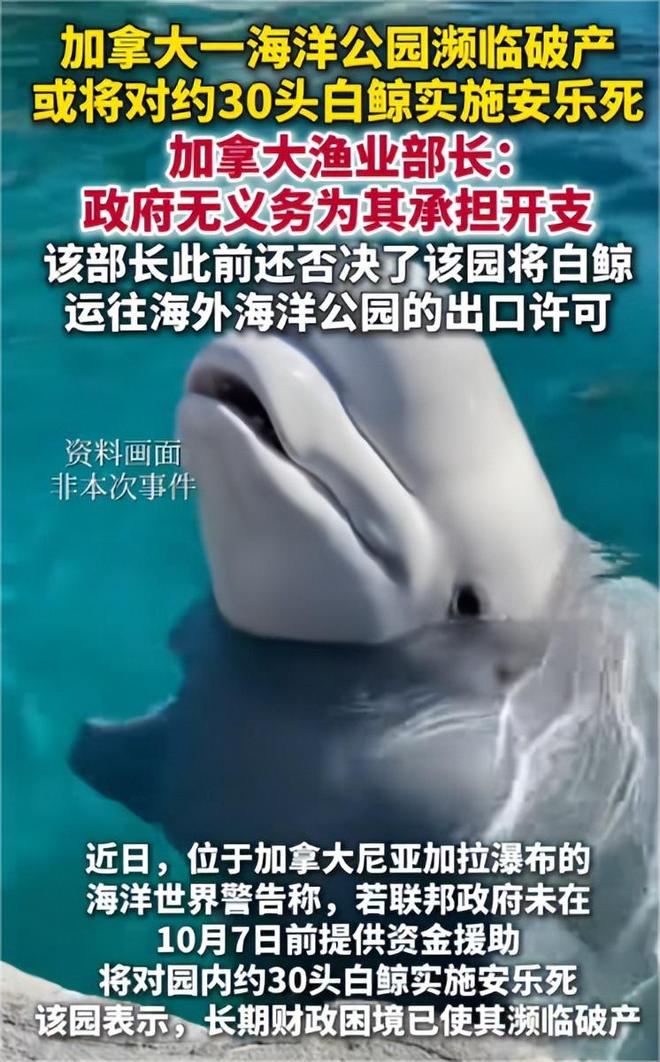 白鲸生死局：加拿大海洋公园的道德困境与黑心商业(图6)