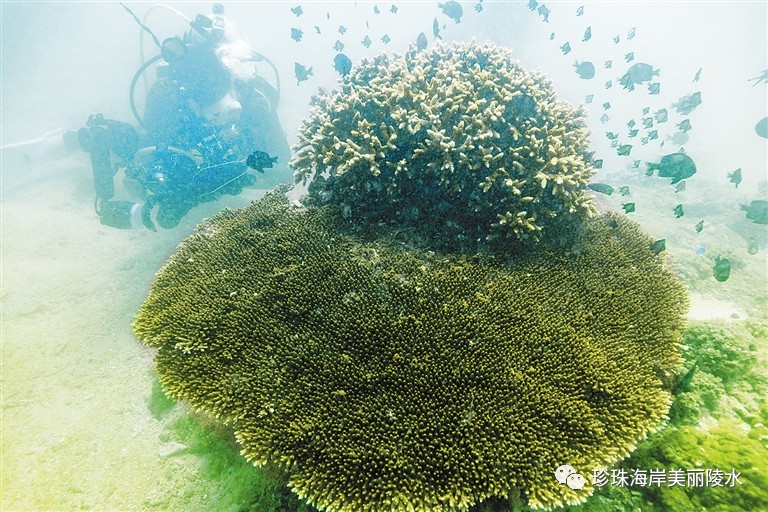 国际潜水节丨陵水吹响发展潜水游号角(图2)