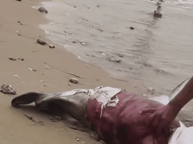 白海豚搁浅沙滩腹中幼子触目惊心专家证实难产身亡！(图5)