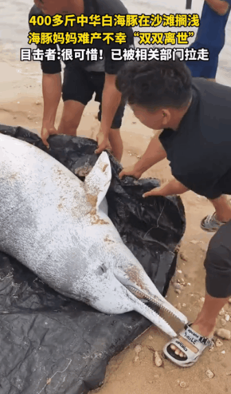 白海豚搁浅沙滩腹中幼子触目惊心专家证实难产身亡！(图6)