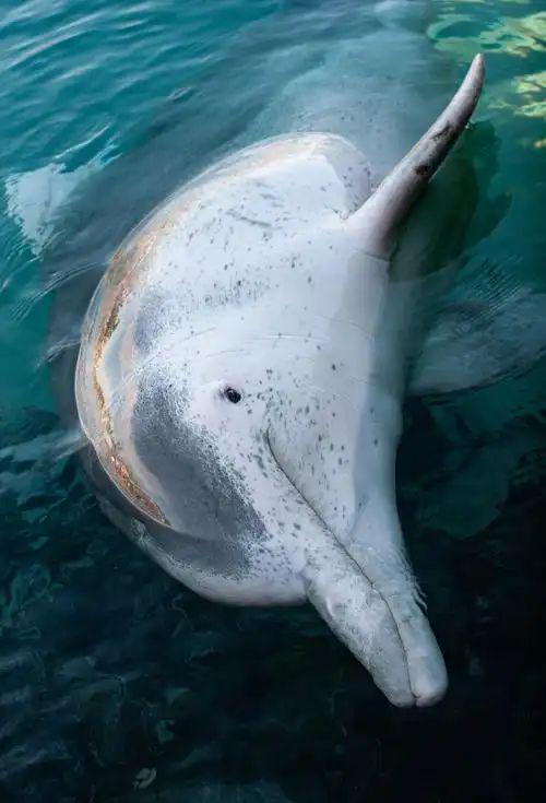 白海豚搁浅沙滩腹中幼子触目惊心专家证实难产身亡！(图9)