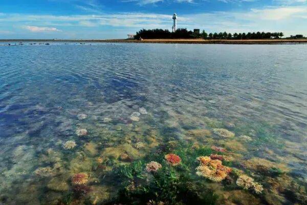 它们被称为“海洋的生命引擎”但90%可能会在2050年彻底消失(图3)