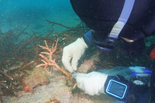 它们被称为“海洋的生命引擎”但90%可能会在2050年彻底消失(图2)