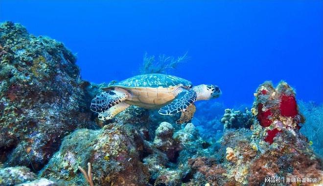 海水温暖得像“洗澡水”！佛罗里达“防波堤”崩塌飓风灾难升级(图9)