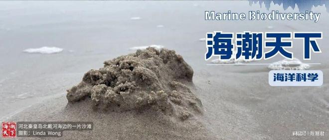 慢性中毒！印度穆纳尔湾儒艮种群面临生存挑战 海潮天下·前沿(图7)