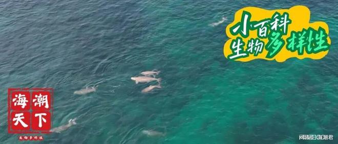 慢性中毒！印度穆纳尔湾儒艮种群面临生存挑战 海潮天下·前沿(图8)