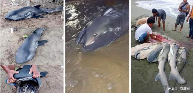 全球首例！怀孕的巨口鲨搁浅菲律宾体内发现7条幼鲨 海潮天下(图2)