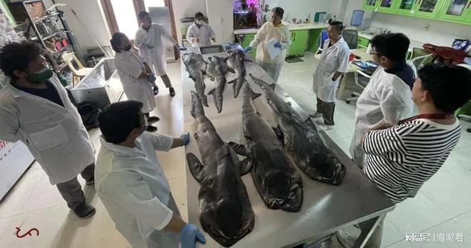 全球首例！怀孕的巨口鲨搁浅菲律宾体内发现7条幼鲨 海潮天下(图5)