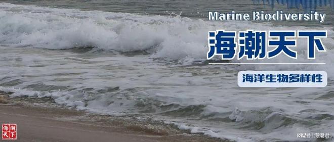 全球首例！怀孕的巨口鲨搁浅菲律宾体内发现7条幼鲨 海潮天下(图6)